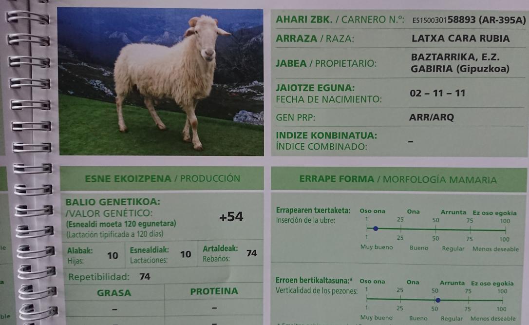 A ram in the catalogue