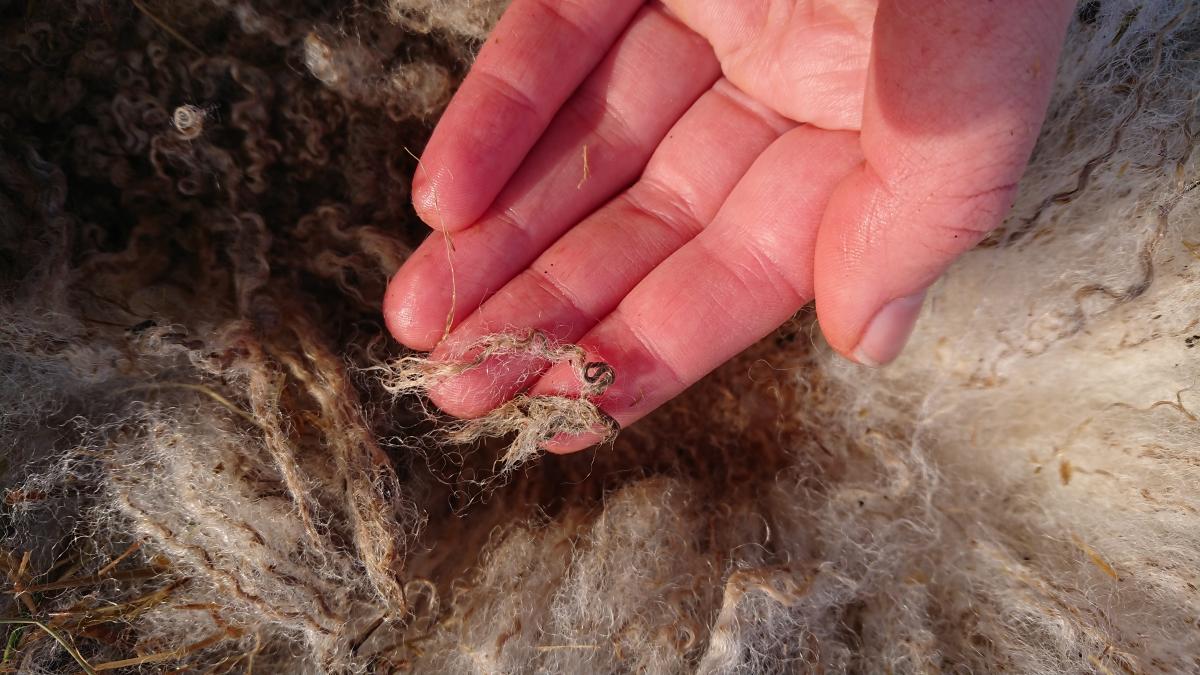 Wool affected by rain scald