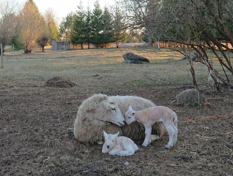 Viu with her lambs