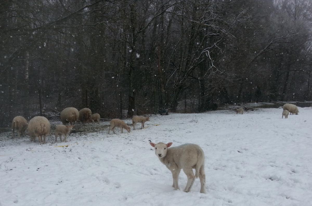Kaak ja teised lambad aprilli lõpus lumes