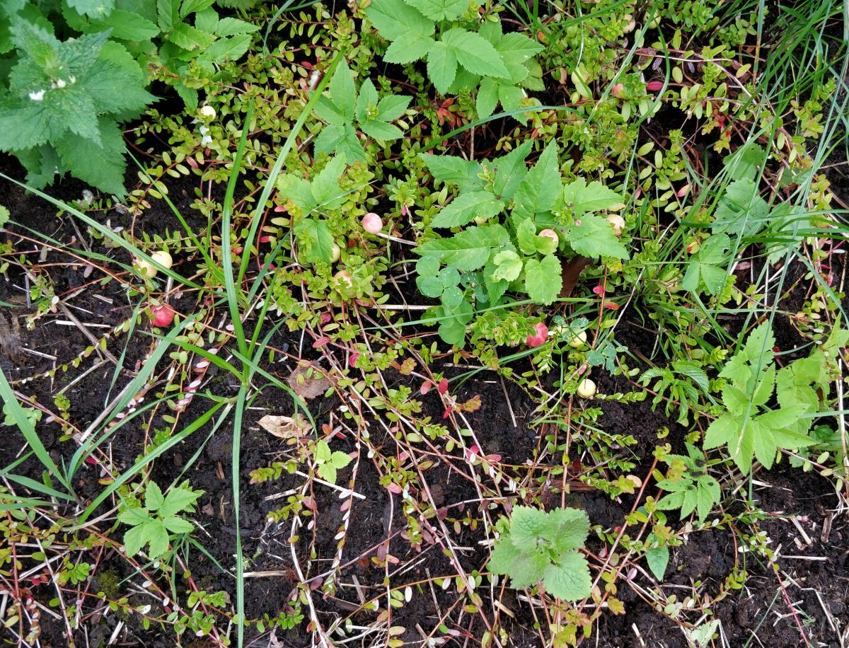 Cranberries and weeds