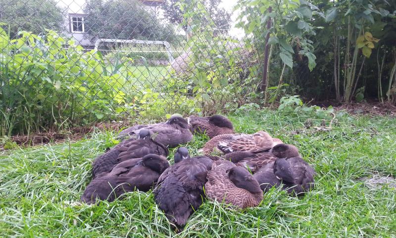 Young ducks in the summer