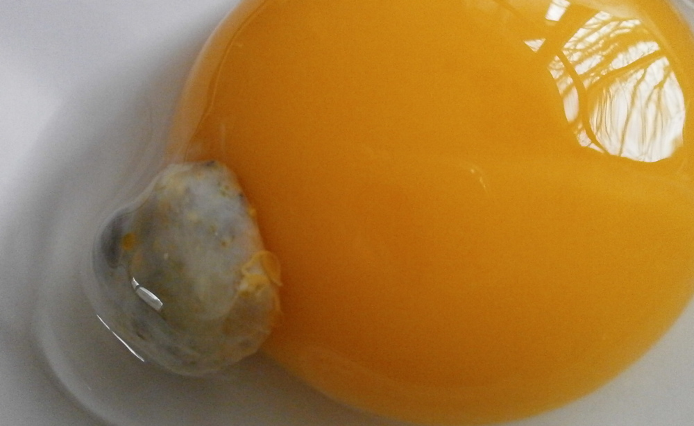 incubator egg smells like rotten fish